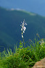 '06 北アルプス 5竜の高山植物01