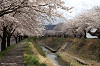 '06 桜咲く Choice01