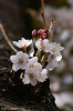 '06 桜咲く Choice02
