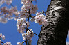 '06 桜咲く Choice03
