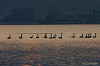 '06 諏訪湖 白鳥 鴨08
