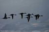 '06 諏訪湖 白鳥 鴨10
